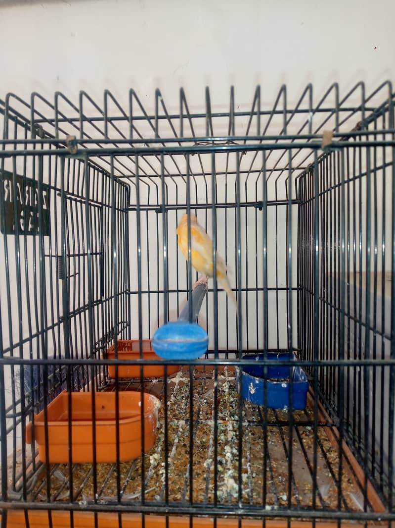 Canary male for sale 2