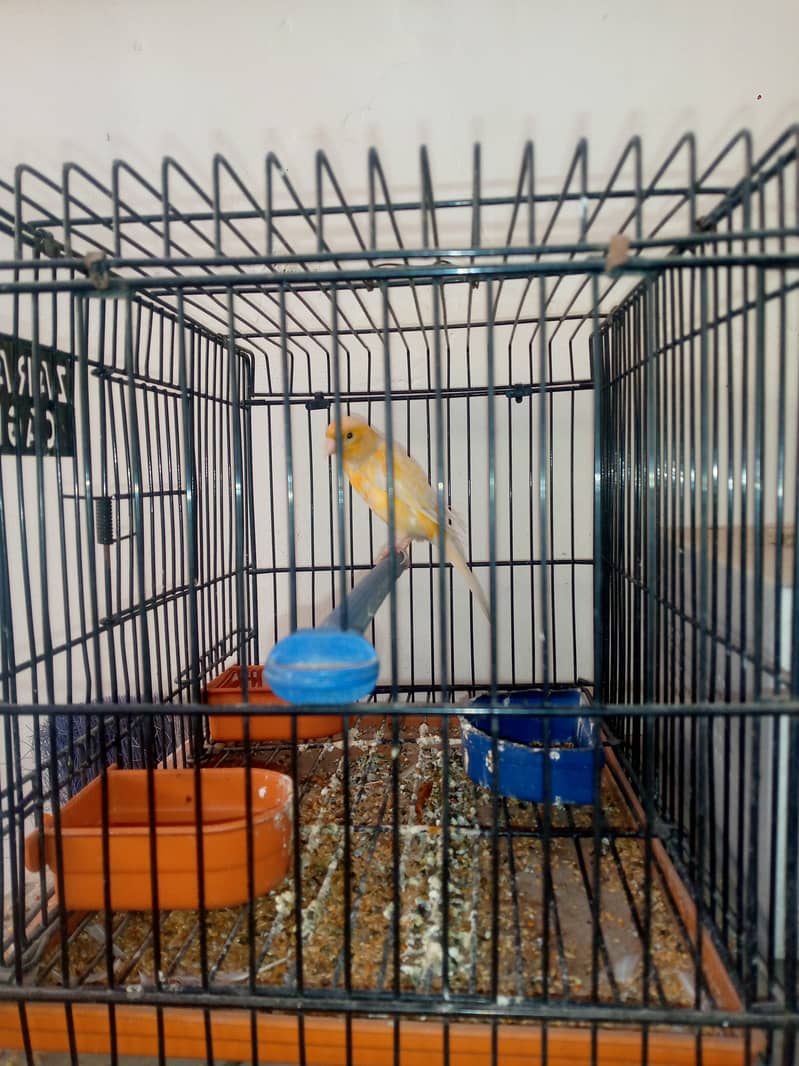 Canary male for sale 3