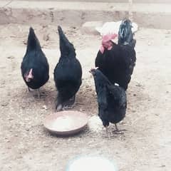 Pure Australorp Breed For Sale