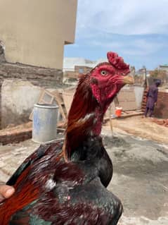 aseel crossi male for sale