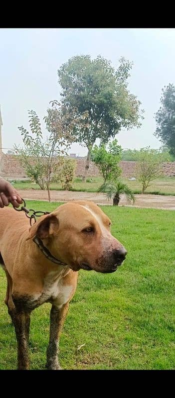 Pitbull or Bully ka cross hai 2