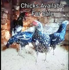 Aseel Cheena and lakha 5 Time chicks for sale