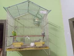 Australian Parrots with cage