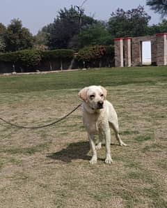 British Lab Full white