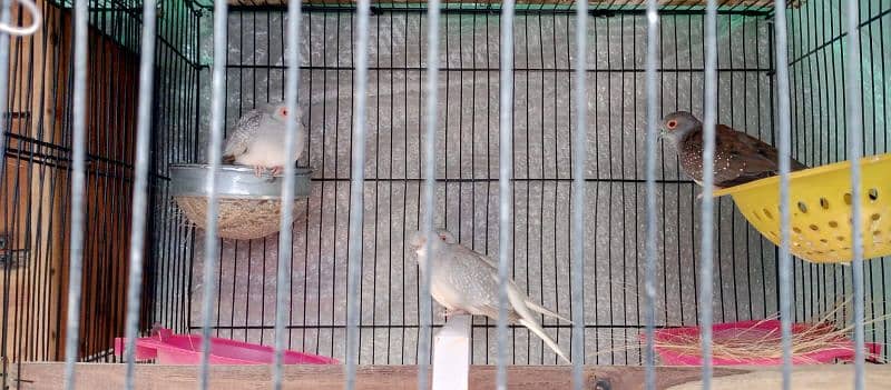 Fone Java Brider Pair or Dove Pair Brider 1