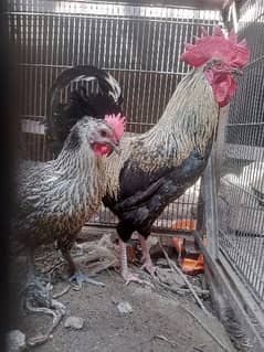 desi misri golden hen egg laying cock murgha murghi roster for sale