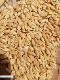 Wheat Desi Gandum For Sale