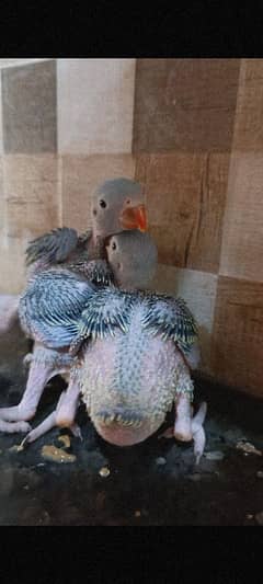 Green Ringneck Chicks