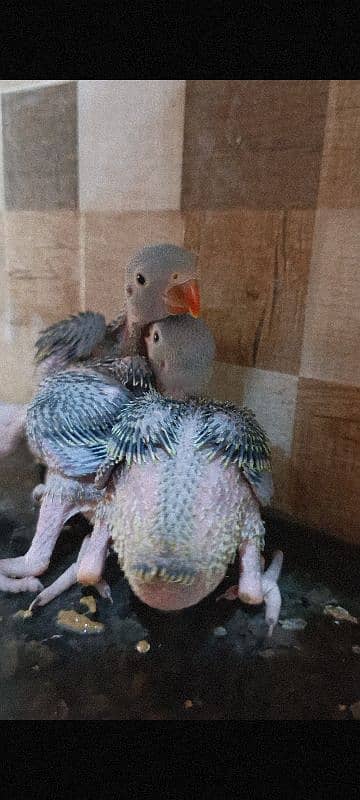 Green Ringneck Chicks 0