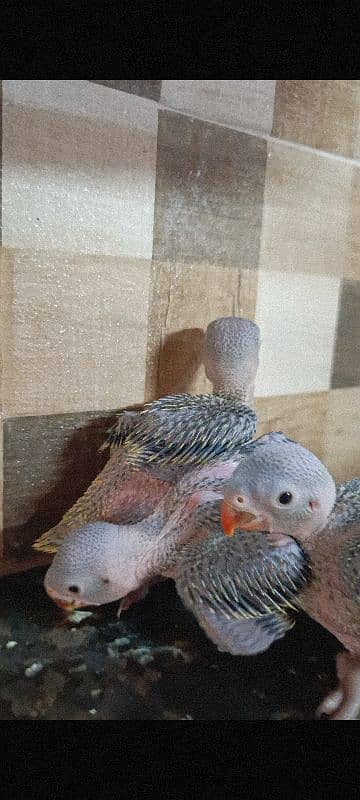 Green Ringneck Chicks 2