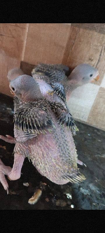 Green Ringneck Chicks 3