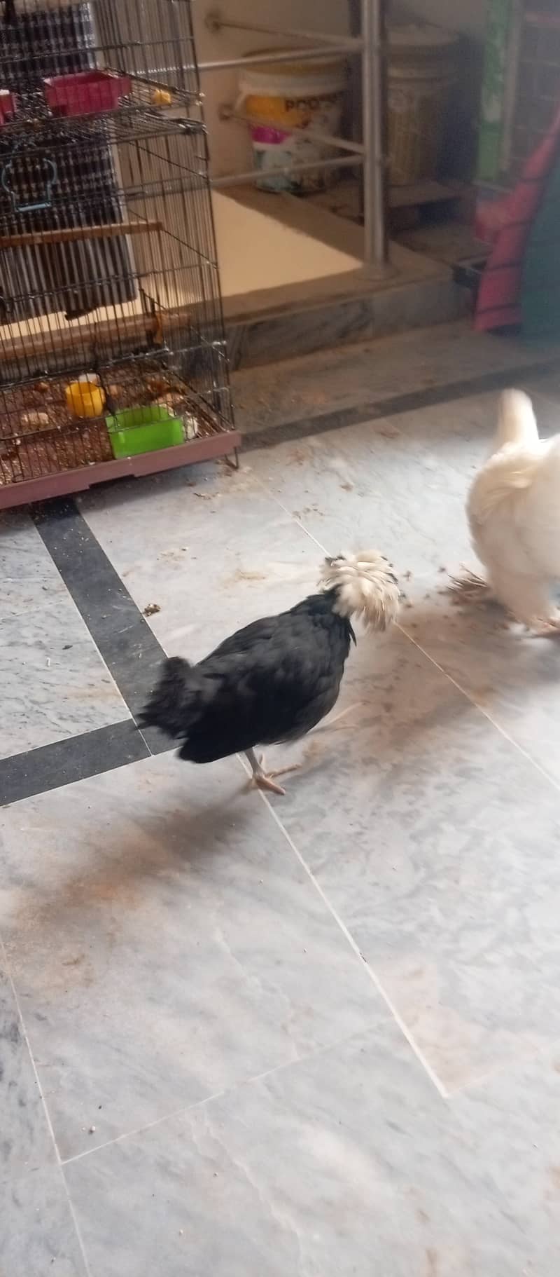 Heavy Puff & Polish hen available 0