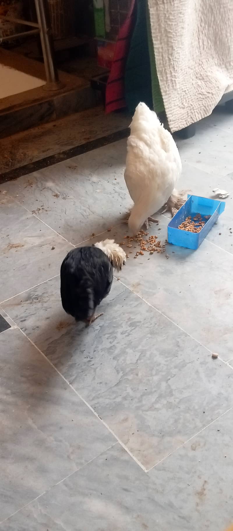 Heavy Puff & Polish hen available 1