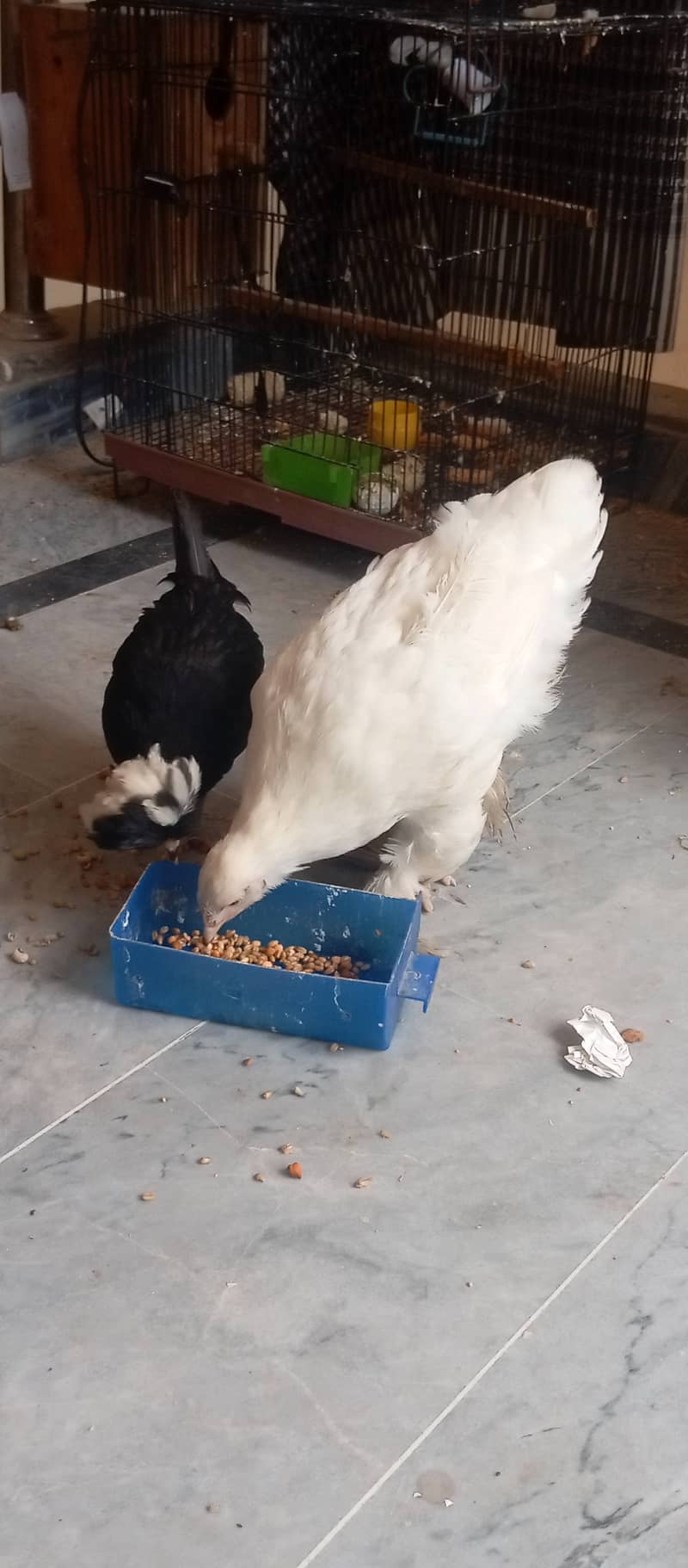 Heavy Puff & Polish hen available 2