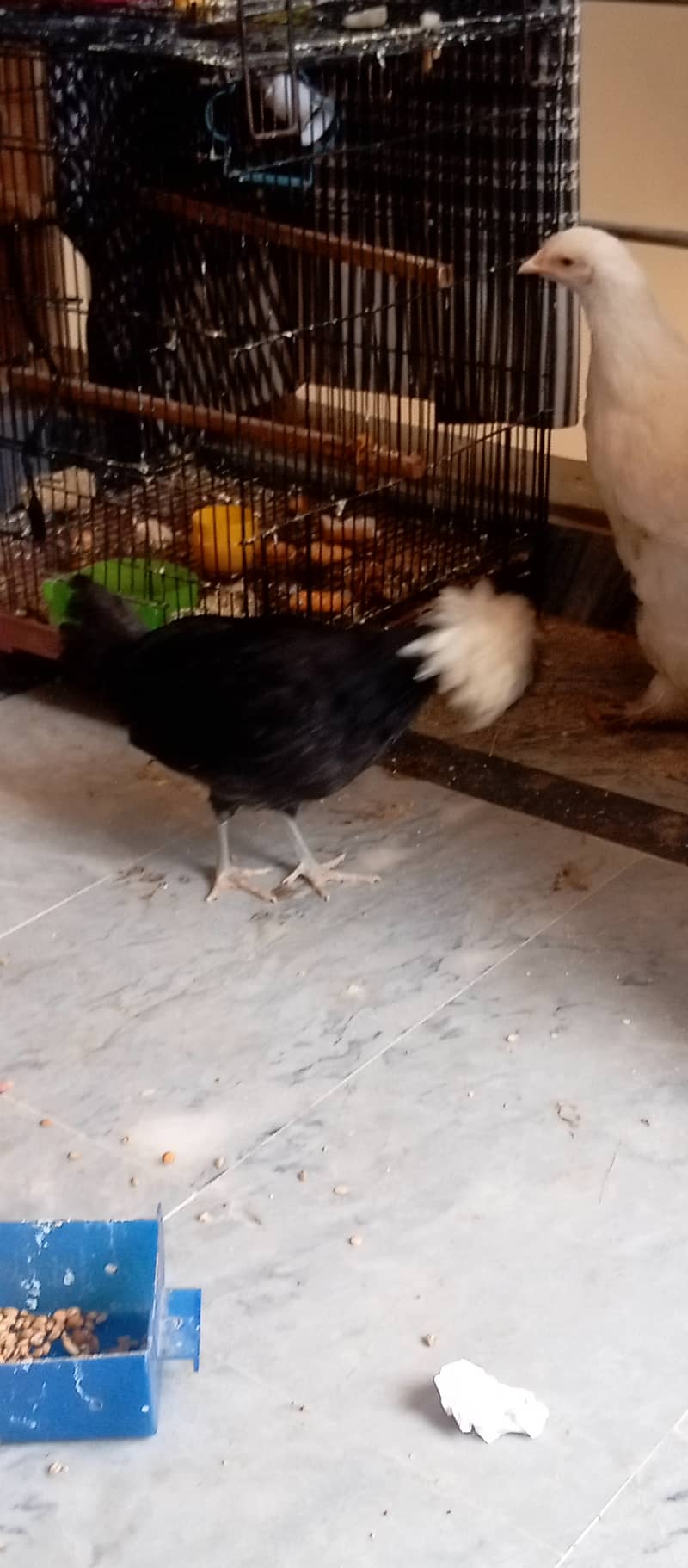 Heavy Puff & Polish hen available 3