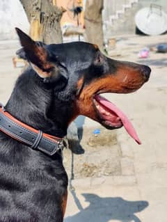 Dobermann