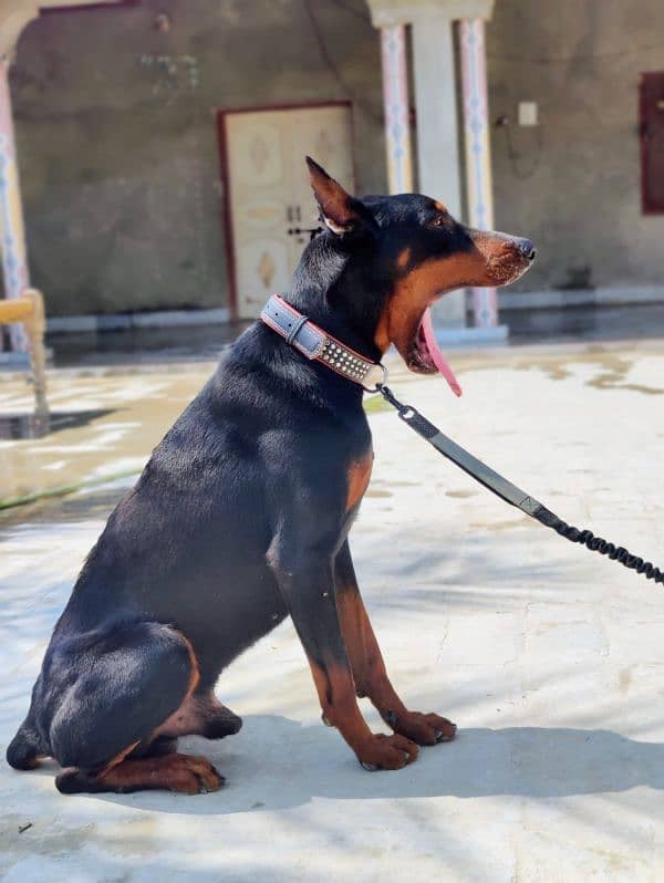 Dobermann Pinscher for sale 1