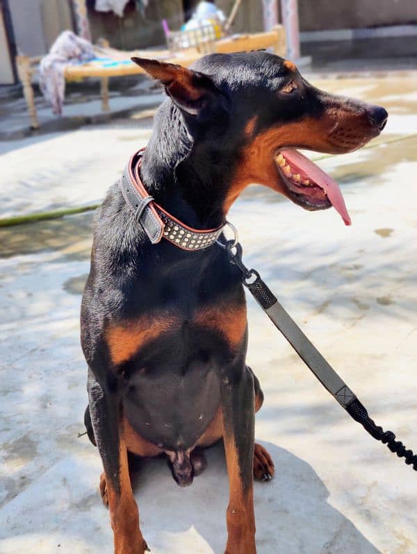 Dobermann Pinscher for sale 2