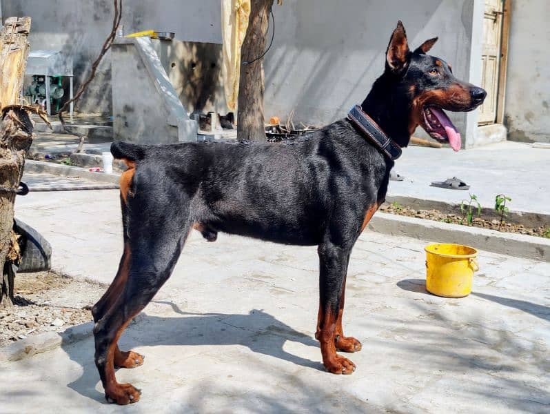 Dobermann Pinscher for sale 3