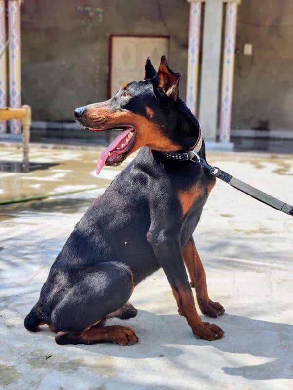 Dobermann Pinscher for sale 4