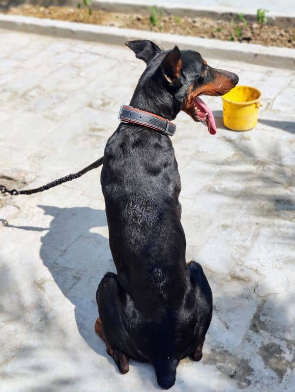 Dobermann Pinscher for sale 5