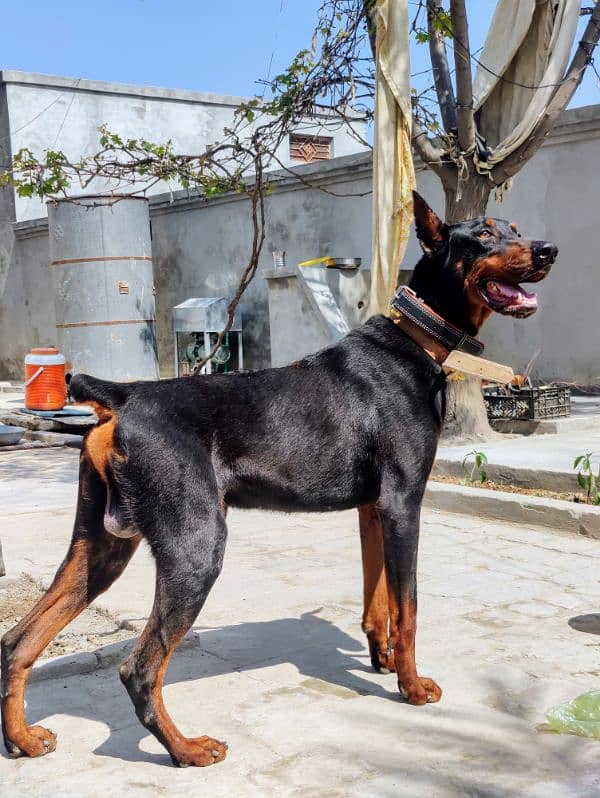 Dobermann Pinscher for sale 6