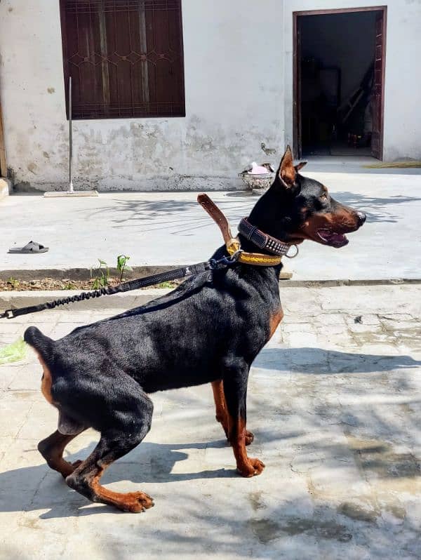 Dobermann Pinscher for sale 7