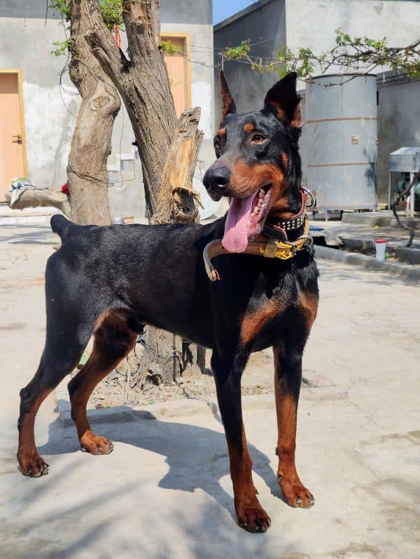 Dobermann Pinscher for sale 8