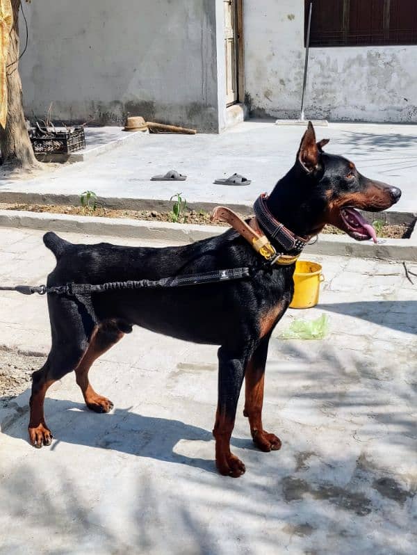 Dobermann Pinscher for sale 9