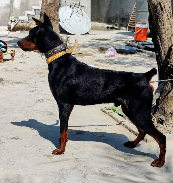 Dobermann Pinscher for sale 10