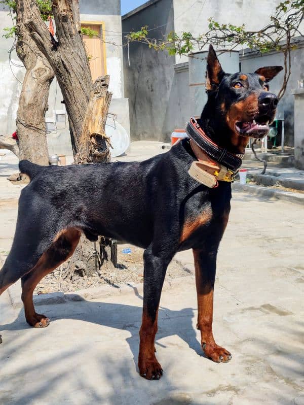 Dobermann Pinscher for sale 11