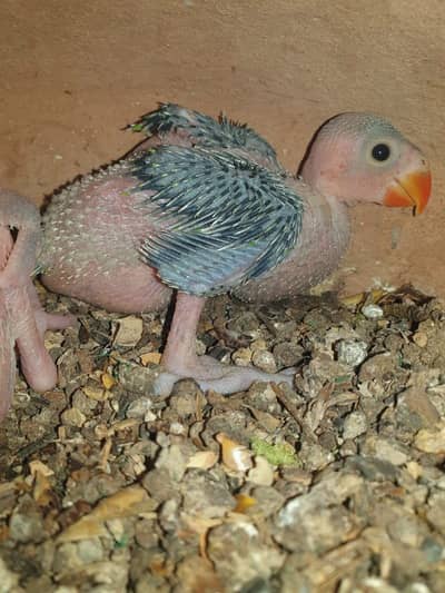 ringneck pair with chicks 03248203246