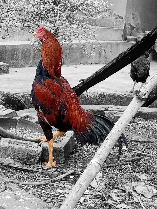 Black mushka Aseel and Lakha Mianwali Murgha Rooster 8