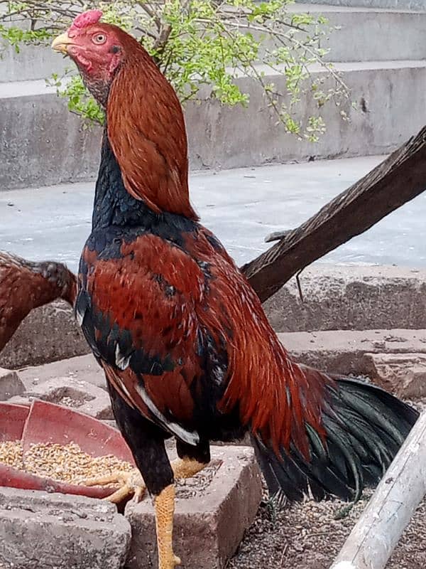 Black mushka Aseel and Lakha Mianwali Murgha Rooster 9