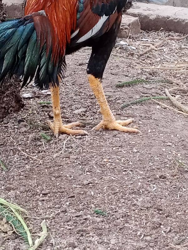 Black mushka Aseel and Lakha Mianwali Murgha Rooster 10