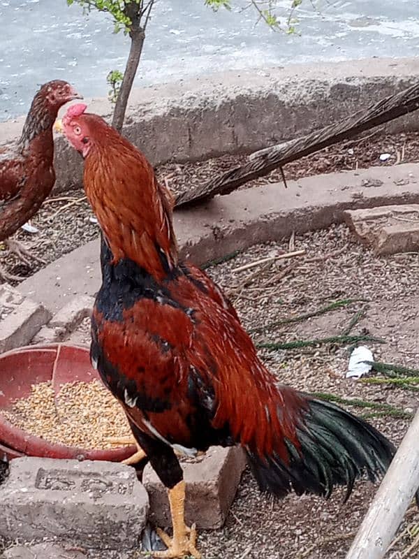 Black mushka Aseel and Lakha Mianwali Murgha Rooster 11