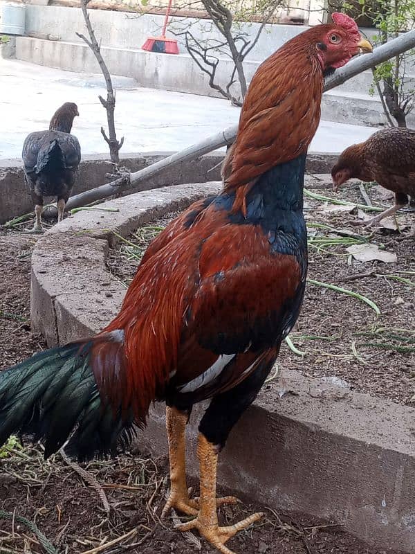 Black mushka Aseel and Lakha Mianwali Murgha Rooster 12