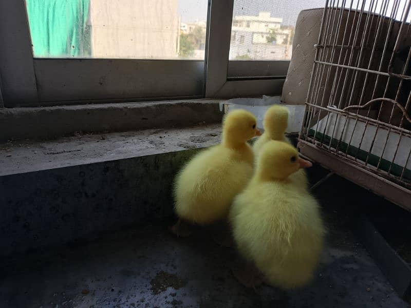 Long Neck Geese Chicks 0