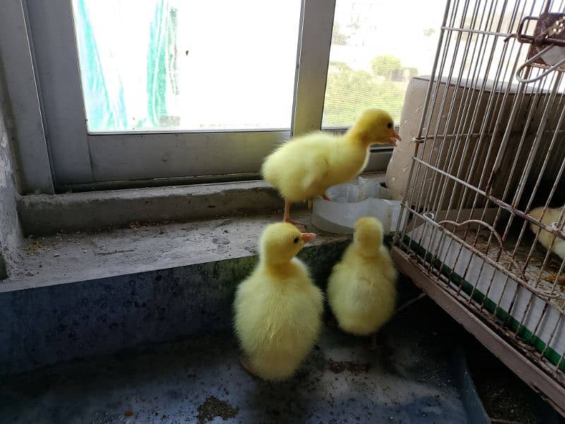 Long Neck Geese Chicks 2