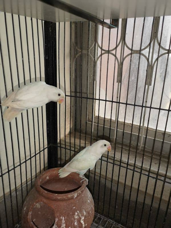 Albino Lovebird Pair 0