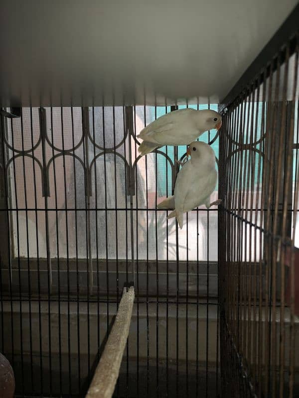 Albino Lovebird Pair 1