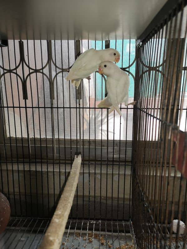 Albino Lovebird Pair 2