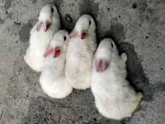 Rabbits for sale