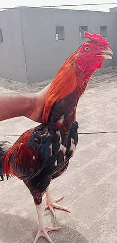 Aseel Shamo | Shamo Lakha | Hens for Sale