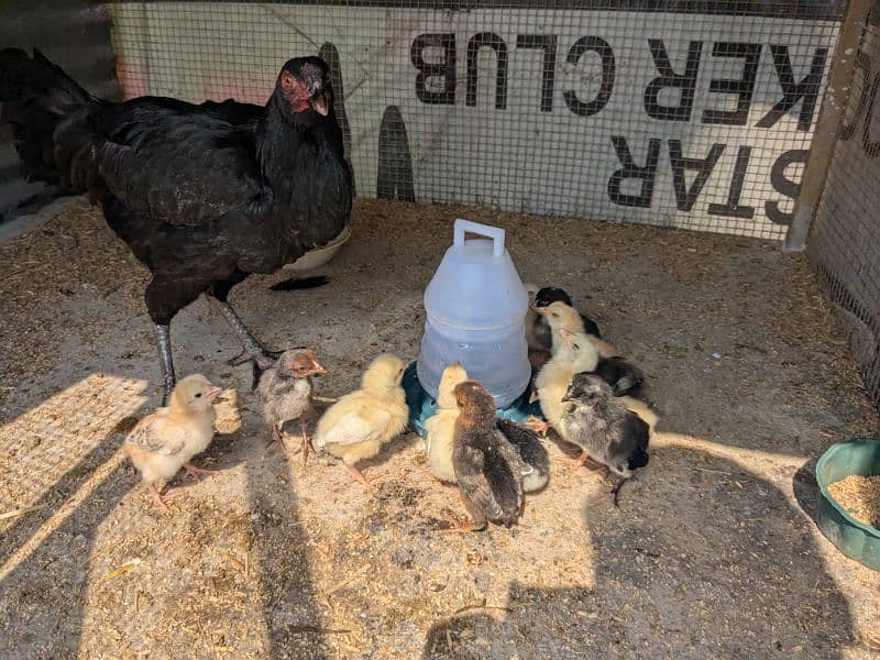 Pure Aseel hen with 13 chicks / Aseel murgi or sath 13 choozy 1