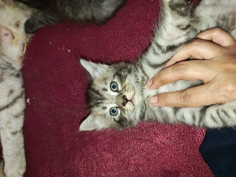 Persian Cross Kittens & Their Mother for Sale – Healthy & Playful! 2