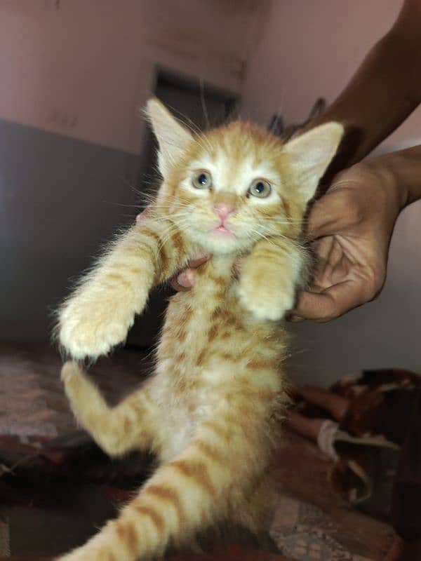 Persian Cross Kittens & Their Mother for Sale – Healthy & Playful! 6