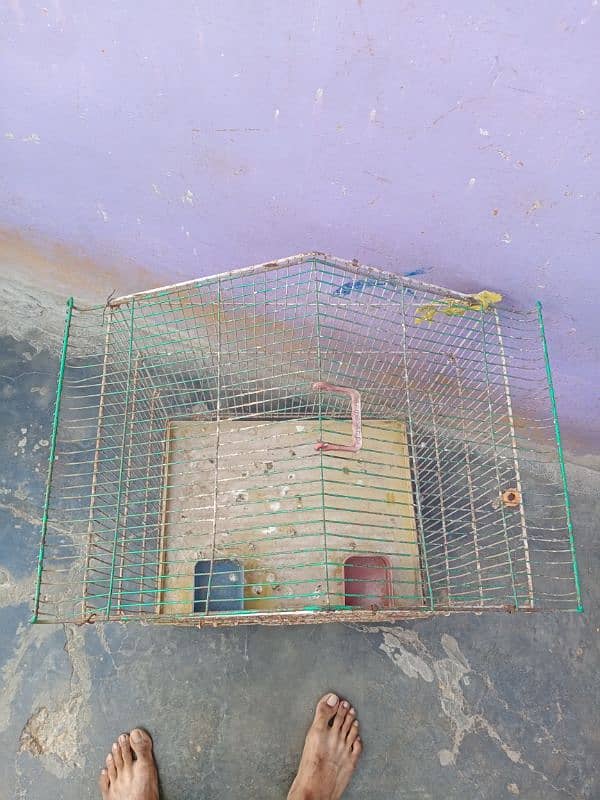 birds iron cage 2