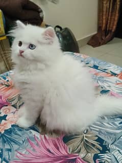 pure Persian kitten