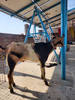 Barbari Goat single and pair available